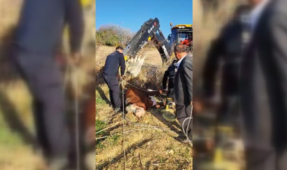 Mahir ALAN/ADIYAMAN, – ADIYAMAN’da itfaiye erleri, kuyuya düşen ineği iş