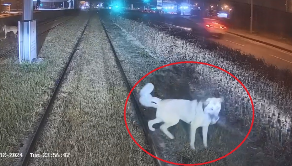 Furkan KAVUKLU/KAYSERİ, – KAYSERİ’de tramvay raylarına zincirle bağlanmış köpek, vatmanın
