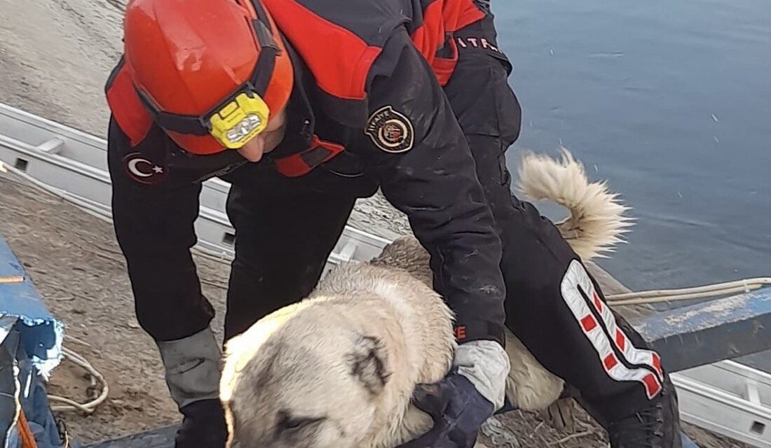 Kahramanmaraş’ta su kanalına düşen köpeği itfaiye ekipleri kurtardı.
