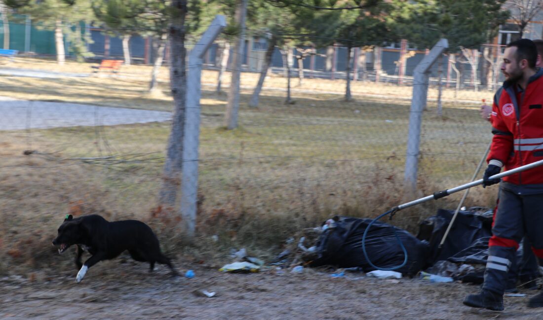 Samed Aydın SUN-Ramazan KÖSEDAĞ/KAYSERİ, – KAYSERİ’de sevmek istediği başıboş köpeğin
