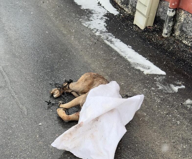 Furkan KAVUKLU/ KAYSERİ, – KAYSERİ’de Semih S.’ye ait ‘Cane corso’