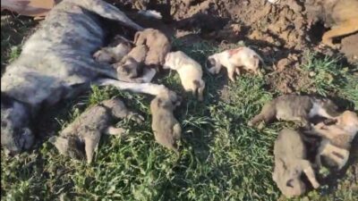 OSMANİYE, – OSMANİYE’de hayvan barınağında 21 köpeğin ölü bulunmasına ilişkin