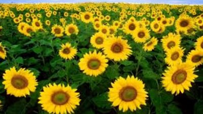 Kahramanmaraş’ın Andırın İlçesinde, Tarım arazilerinin kullanımın etkinleştirilmesi projesi (TAKEP) kapsamında