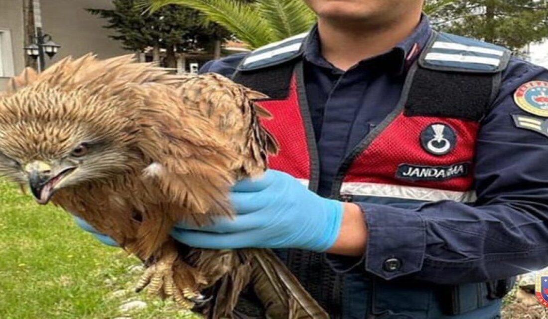 Adıyaman'dan Bolu'ya, Kahramanmaraş'tan Şanlıurfa'ya kadar uzanan geniş bir alanda jandarma