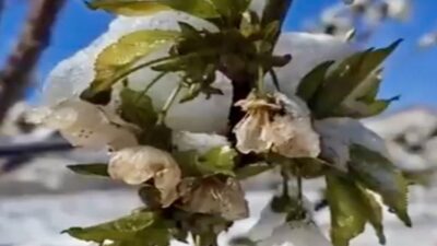 Kahramanmaraş'ta nisan ayında meydana gelen beklenmedik soğuk hava dalgası, hava