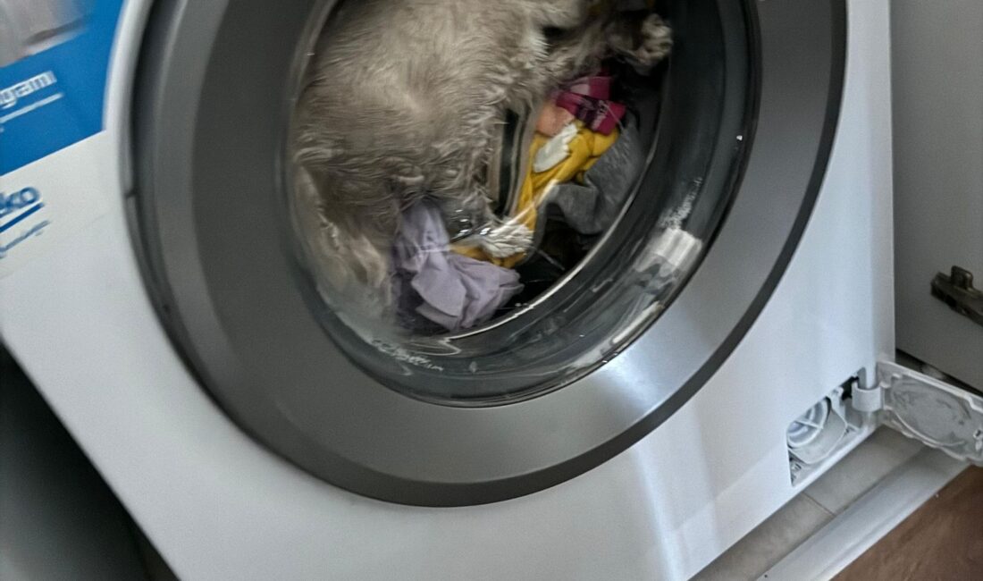 Ömer KOÇ/ KAHRAMANMARAŞ, – KAHRAMANMARAŞ’ta çalışan çamaşır makinesinde sıkışan kedi,