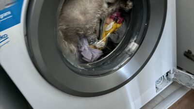 Ömer KOÇ/ KAHRAMANMARAŞ, – KAHRAMANMARAŞ’ta çalışan çamaşır makinesinde sıkışan kedi,