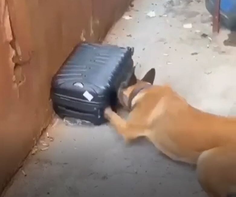 GAZİANTEP, – GAZİANTEP’te polisin uyuşturucu operasyonunda, evin çatısındaki valizde 950