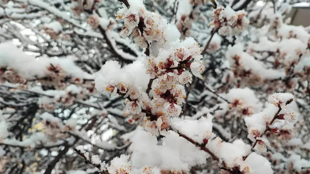Mahir ALAN/MALATYA, – MALATYA’da, etkili olan zirai don nedeniyle kayısı
