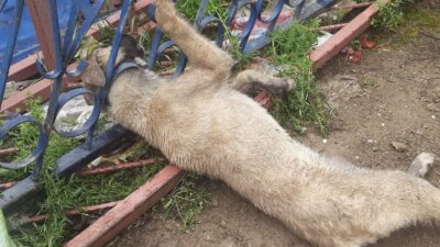 Kahramanmaraş’ta demir korkuluklara sıkışan köpek, itfaiye ekiplerince kurtarıldı.