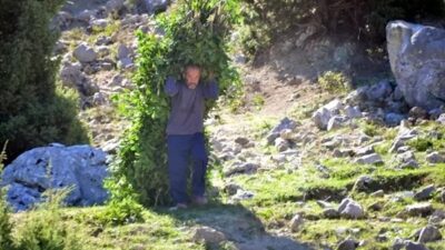 Kahramanmaraş’ın Andırın ilçesinde kar yağışı nedeniyle durma noktasına gelen defne