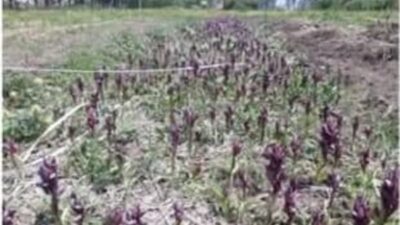 Kırsal kalkınma için düğmeye basıldı. Andırın’da ikamet eden üreticiler için