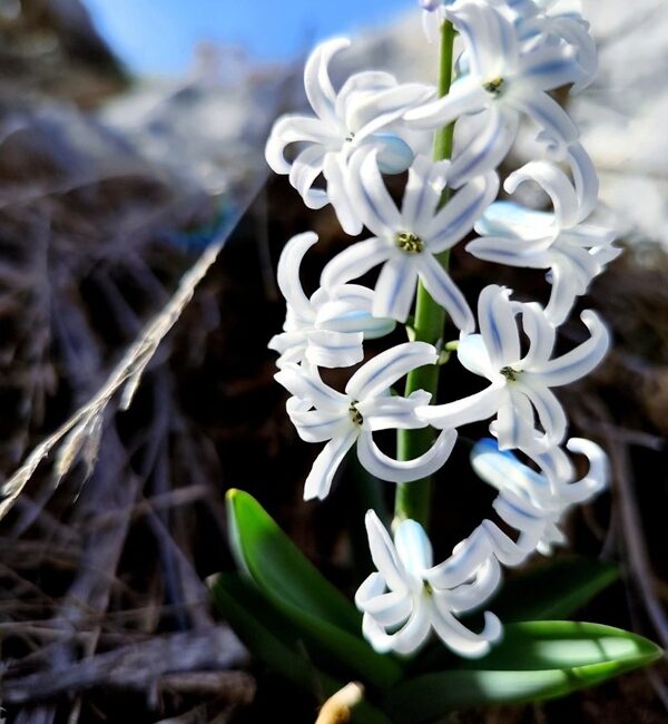 Kahramanmaraş’ın Andırın ilçesinde, yüksek kesimlerde karın erimesiyle birlikte doğa uyandı.