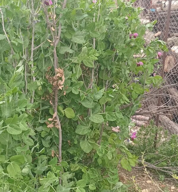 Yeşilova Mahallesi’nde hibrit olmayan tohumlarla üretim yapan Galip Baran, ilaçsız