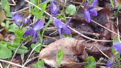 Andırın ormanlarında açan ilk menekşeler doğa fotoğrafçılarının ilgi odağı oldu;
