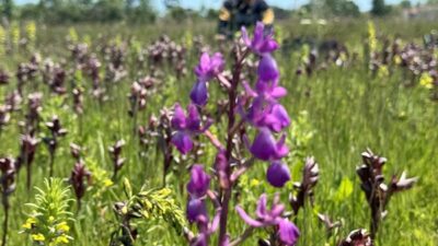 Andırın yaylalarının saklı hazinesi salep orkideleri çiçek açtı ancak yanına