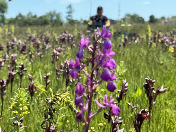 Andırın yaylalarının saklı hazinesi salep orkideleri çiçek açtı ancak yanına