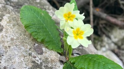 Kahramanmaraş’ın Andırın ilçesi, baharı en “inatçı” ve en güzel haliyle