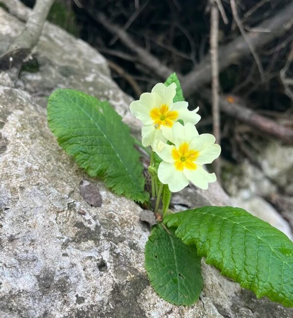 Kahramanmaraş’ın Andırın ilçesi, baharı en “inatçı” ve en güzel haliyle