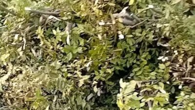 Andırın ilçesinde aylar süren defne yaprağı mesaisinde son perde kapandı.