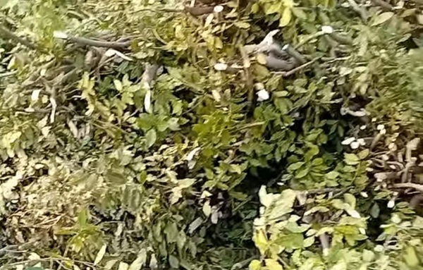 Andırın ilçesinde aylar süren defne yaprağı mesaisinde son perde kapandı.