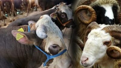 Kahramanmaraşlılar için kurbanlık hazırlıkları zam haberiyle başladı. Geçen yıla oranla