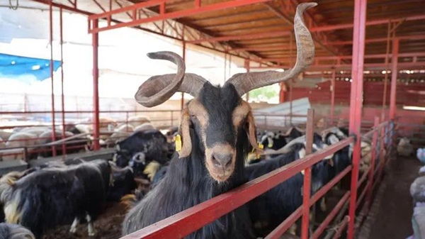 Kahramanmaraş’ta besicilerin büyük emeklerle yetiştirdiği kurbanlıklar pazar yerlerindeki yerini aldı.