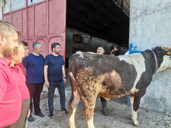 Kahramanmaraşlıların merakla beklediği kurban pazarları kapılarını açtı, borsa alanlarında hareketlilik