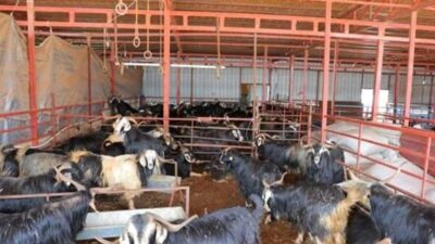 Kahramanmaraşlı esnaflar, Kurban Bayramı öncesinde ellerini taşın altına koyarak vatandaşın