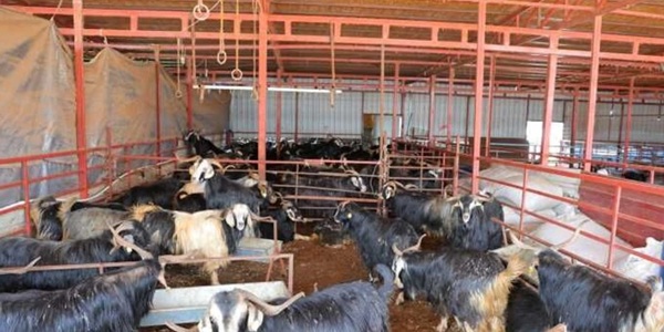 Kahramanmaraşlı esnaflar, Kurban Bayramı öncesinde ellerini taşın altına koyarak vatandaşın