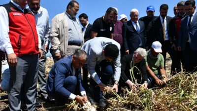 Kahramanmaraş’ın tarımsal makroekonomik hinterlandında ve bitkisel üretim projeksiyonlarında lokomotif bir