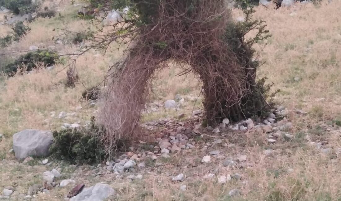 Kahramanmaraş’ın Andırın ilçesine bağlı Yeşilova bölgesinde yol kenarında bulunan ilginç