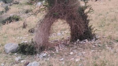 Kahramanmaraş’ın Andırın ilçesine bağlı Yeşilova bölgesinde yol kenarında bulunan ilginç