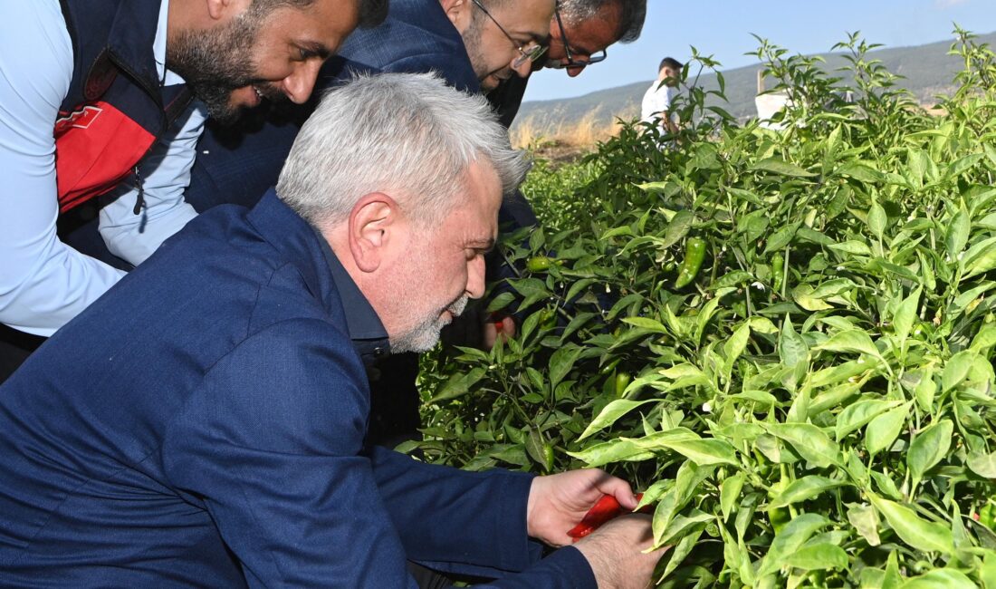Coğrafi işaretli Maraş Biberi hasadına katılan Büyükşehir Belediye Başkanı Fırat