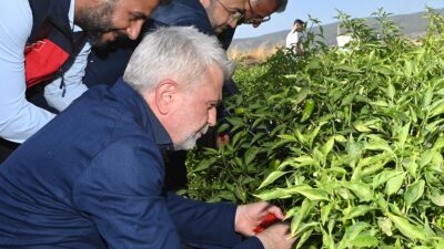 Coğrafi işaretli Maraş Biberi hasadına katılan Büyükşehir Belediye Başkanı Fırat