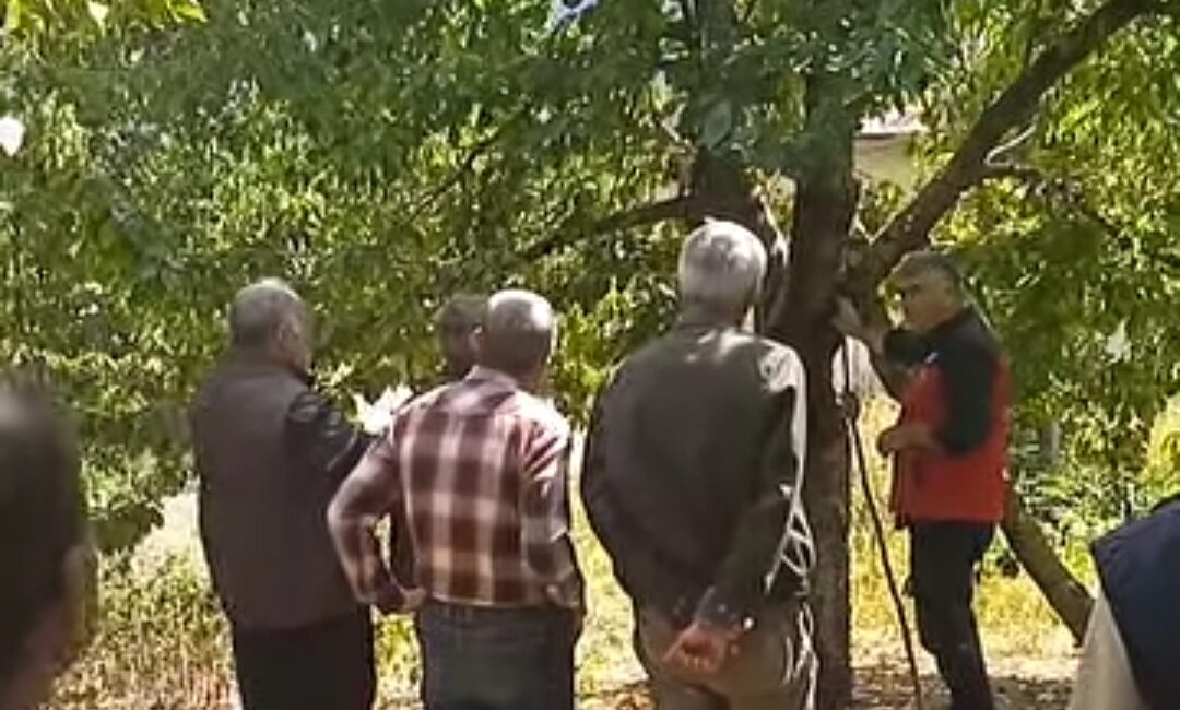 Dünyaca ünlü Çığşar kirazının rekolte ve kalitesini artırmayı hedefleyen Kahramanmaraş