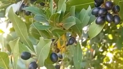Kahramanmaraş’ın Andırın ilçesinde doğanın sunduğu önemli zenginliklerden biri olan defne