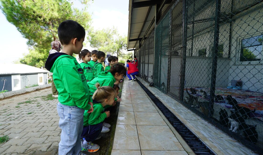 Büyükşehir Belediyesi ve Sahipsiz Hayvanları Koruma Birliği iş birliğinde Dünya