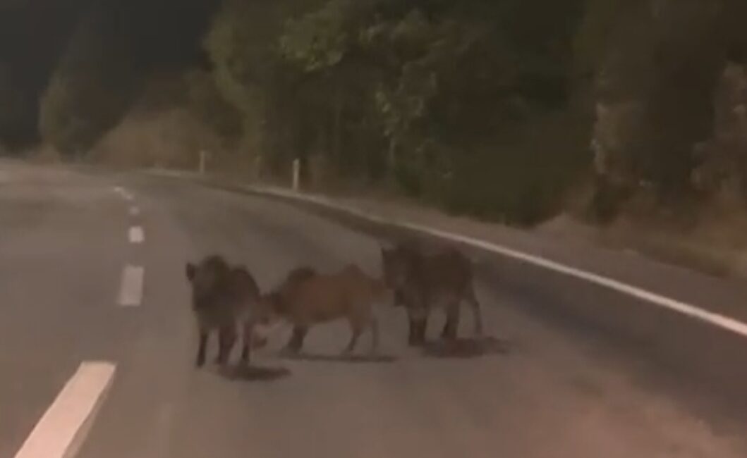 &nbsp; Kahramanmaraş’ın Andırın ilçesinde, gece saatlerinde hareketli dakikalar yaşandı. Tufanpaşa