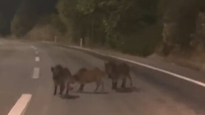 &nbsp; Kahramanmaraş’ın Andırın ilçesinde, gece saatlerinde hareketli dakikalar yaşandı. Tufanpaşa