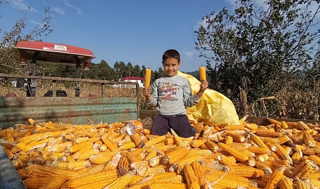 Kıvrak Ailesi Yerli Mısır Hasadını Yağmurlar Başlamadan Tamamladı! Kahramanmaraş’ın Andırın
