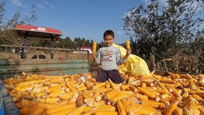 Kıvrak Ailesi Yerli Mısır Hasadını Yağmurlar Başlamadan Tamamladı! Kahramanmaraş’ın Andırın