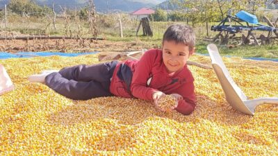Andırın’da Yerli Mısır Hasadı Sevinci: Patosta Çekilen Mahsul Güneşte Kurutuluyor