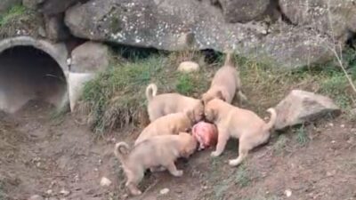 Kahramanmaraş’ın Andırın ilçesinde insanlık ölmemiş dedirten örnek bir vefa ve
