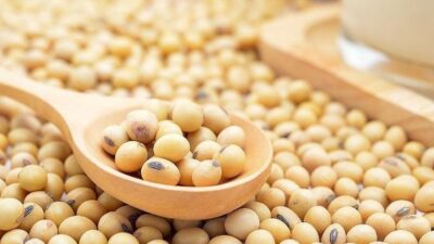 Yüksek protein içeriği ve zengin mineral profiliyle soya fasulyesi, besin