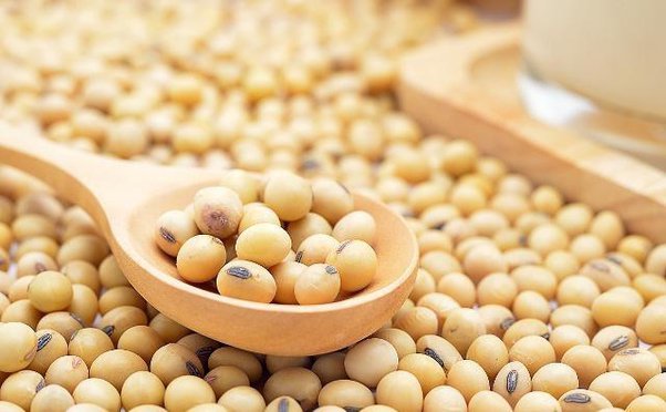 Yüksek protein içeriği ve zengin mineral profiliyle soya fasulyesi, besin