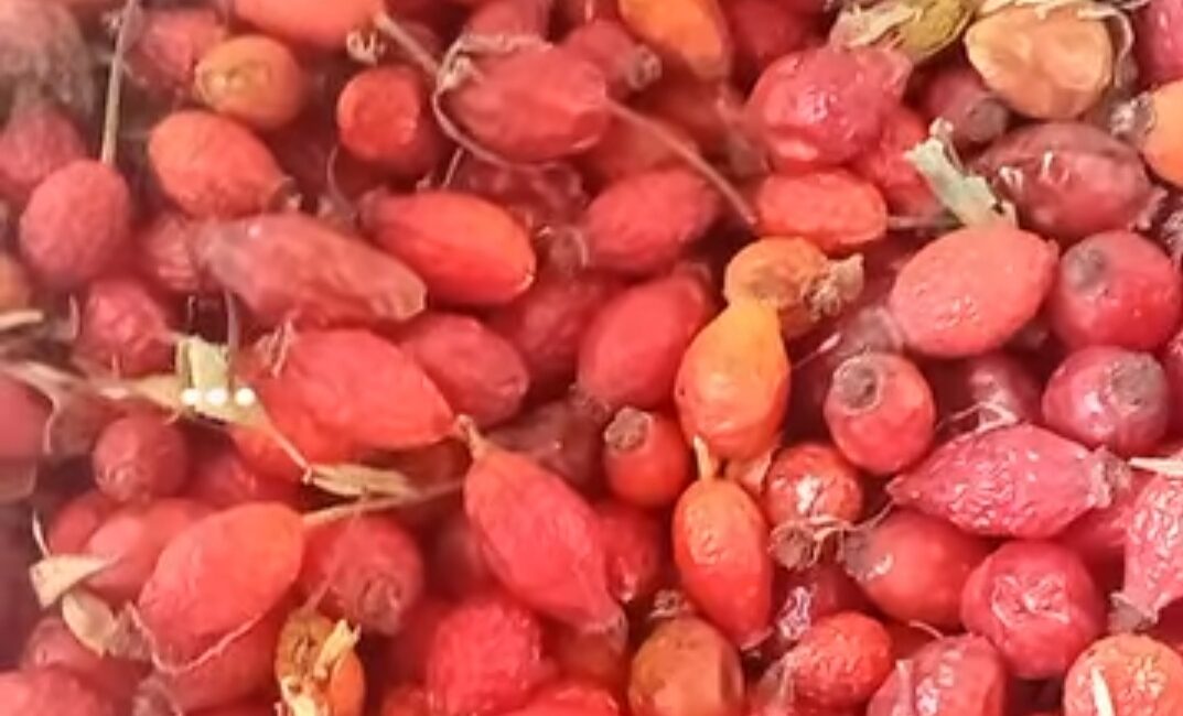 Sarımsak Dağı’nda Şifa Hasadı: 1350 Rakımda Doğal C Vitamini Deposu