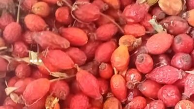 Sarımsak Dağı’nda Şifa Hasadı: 1350 Rakımda Doğal C Vitamini Deposu